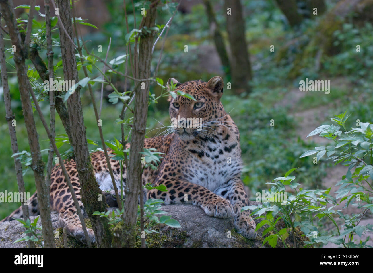 Leopardo dello Sri Lanka Panthera pardus kotiya Foto Stock