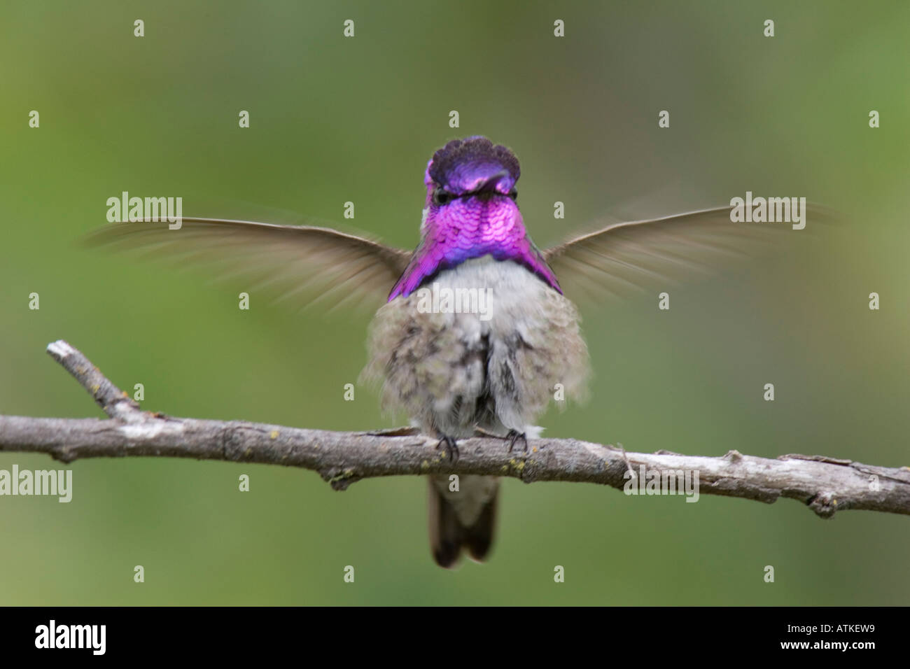 Maschio della Costa Hummingbird rapidamente ali battenti mentre è seduto su un ramo Foto Stock