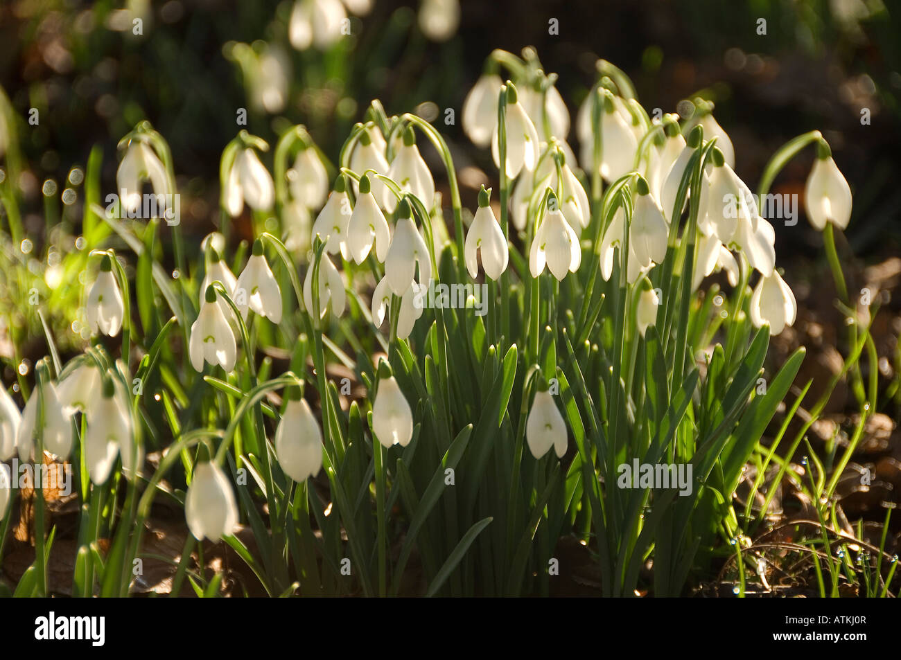 Primo piano di nevicate Snowdrop fiori bianchi fiore fioritura in inverno primavera giardino (galanthus nivalis) Inghilterra UK Regno Unito GB Gran Bretagna Foto Stock