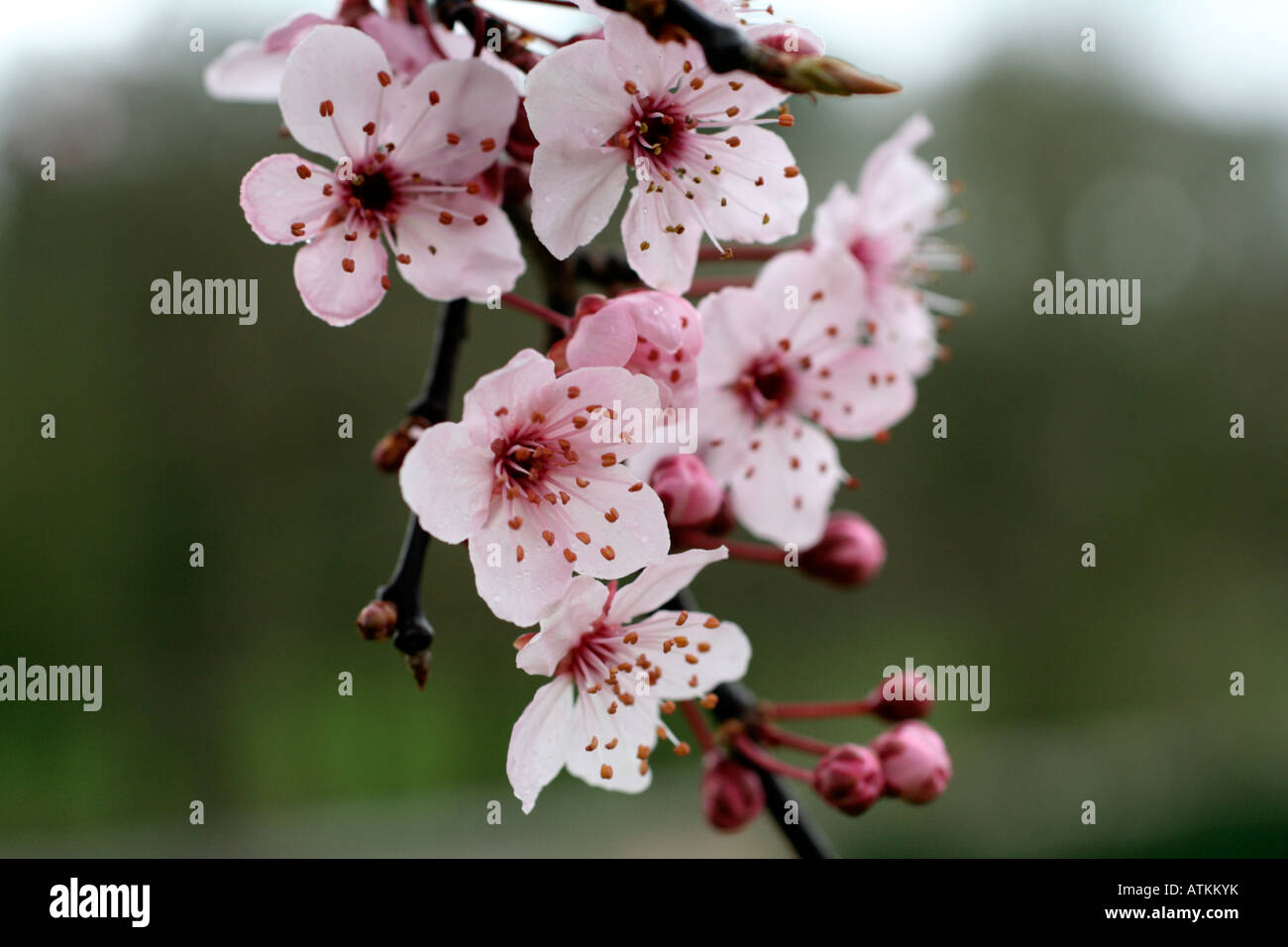 PRUNUS CERASIFERA PISSARDII NIGRA Foto Stock