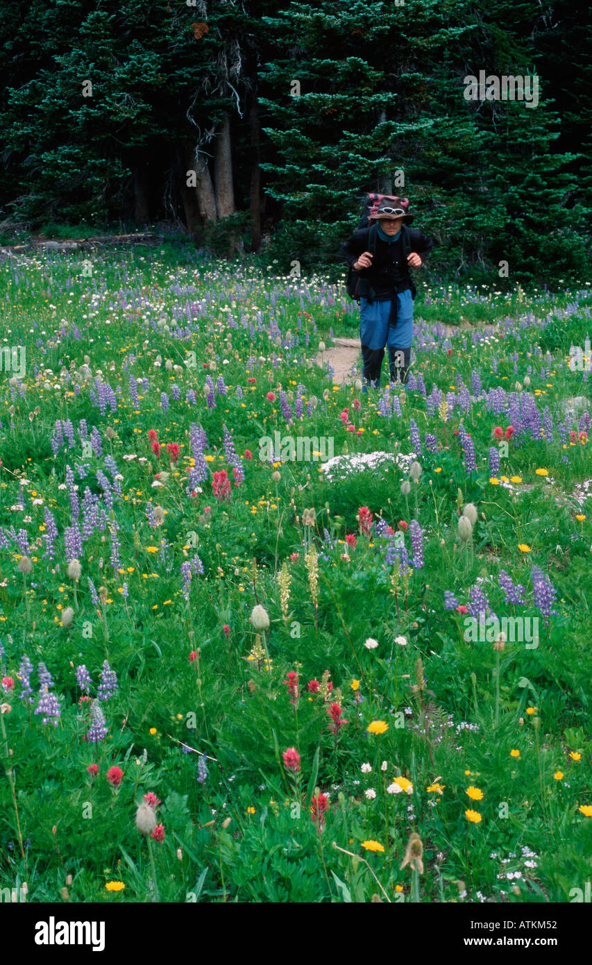Escursionista in fiore prato / Wanderer in Blumenwiese Foto Stock