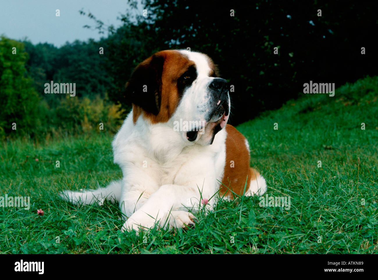 St. Bernard Dog Foto Stock