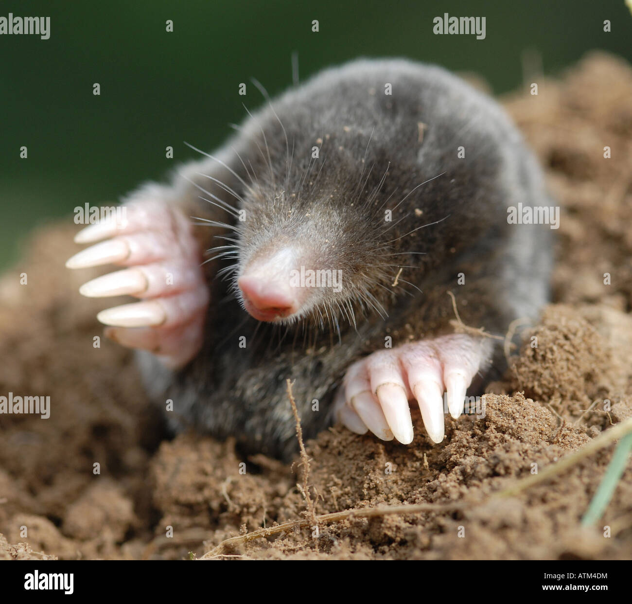 MOLE Mole comune (Talpa europaea) Comune mammifero ma raramente visto la mole trascorre la maggior parte della sua vita sotto il suolo Foto Stock