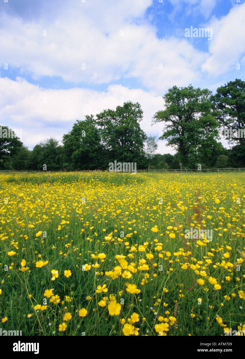 Un campo pieno di fiori di ranuncolo nella nuova foresta Hampshire Inghilterra Foto Stock