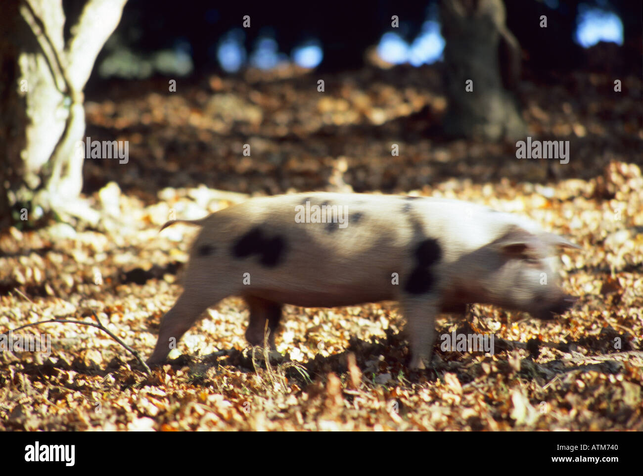 Un maiale nella nuova foresta in esecuzione con motion blur Foto Stock