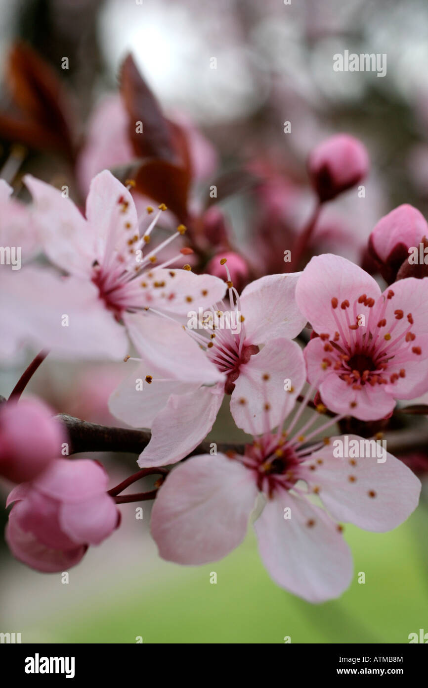 PRUNUS CERASIFERA NIGRA AGM Foto Stock
