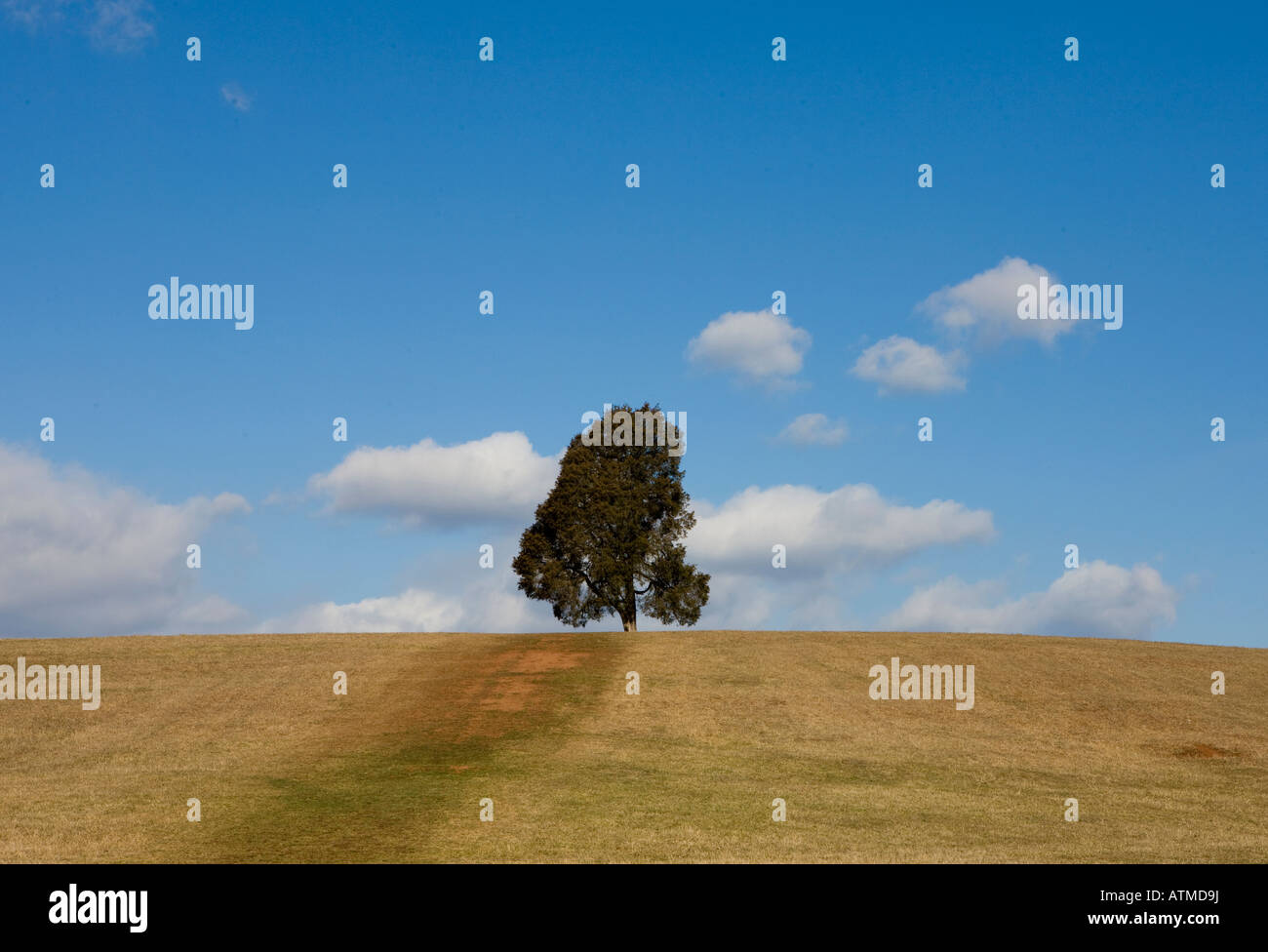 Un lone albero sempreverde si trova sulla cima di una collina a Manassas National Battlefield Park si trova a nord di Manassas Virginia Foto Stock