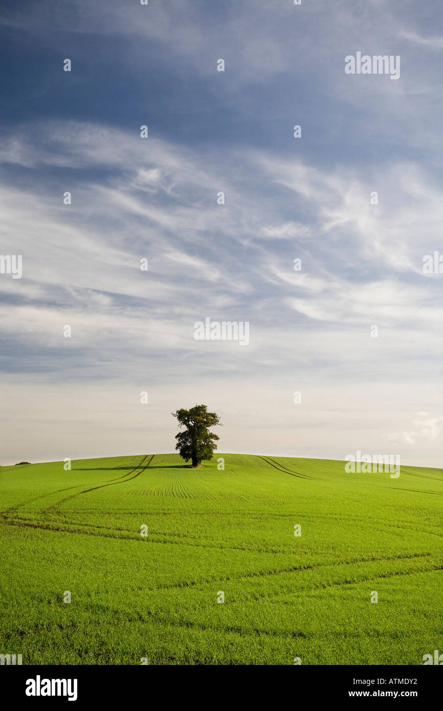 Un campo di agricoltori di nuova semina di grano e di un singolo albero di quercia che cresce in medio Foto Stock
