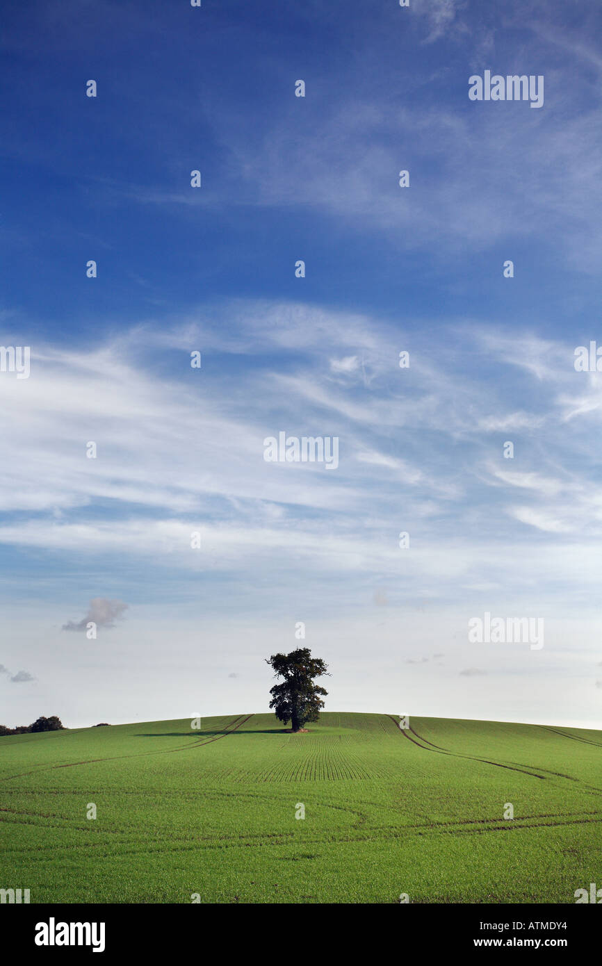 Campo appena seminato con un unico albero che cresce Foto Stock