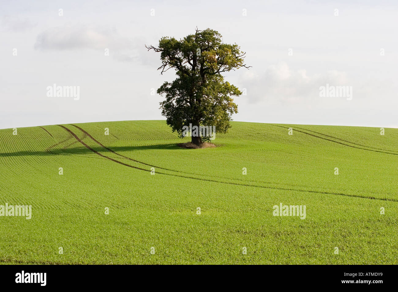 Un campo di agricoltori di nuova semina di grano e di un singolo albero di quercia che cresce in medio Foto Stock