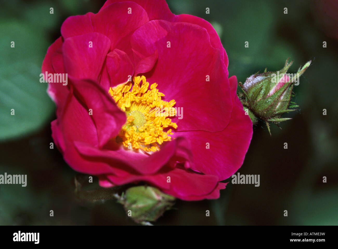 Rosa gallica officinalis - viola, rosa rossa Foto Stock