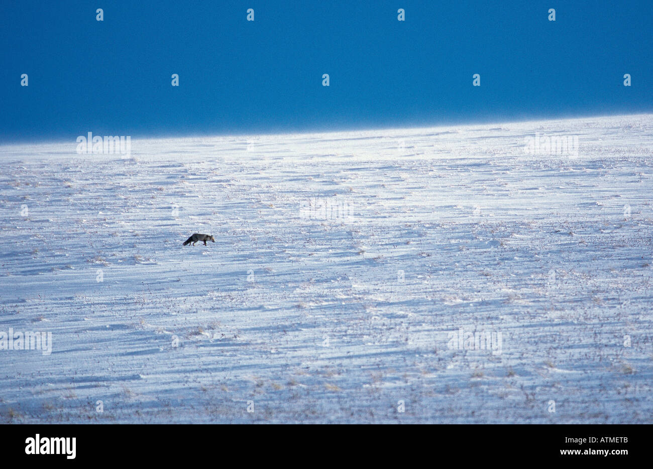 Red Fox Vulpes vulpes in difficili condizioni invernali di Posof Agri Turchia Foto Stock