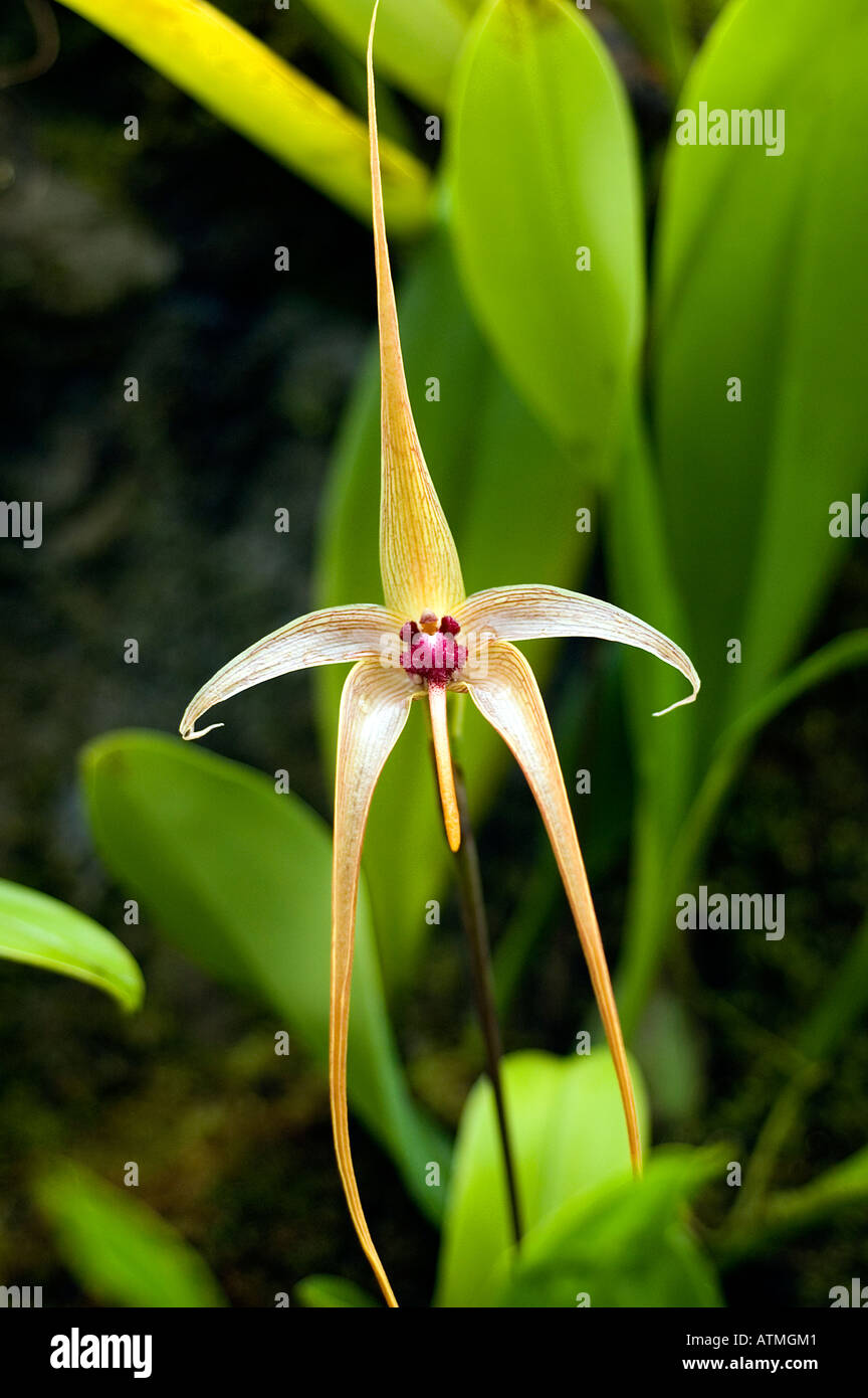 Orchidea insolita nel giardino di orchidee del Giardino Botanico Reale Singapore Foto Stock