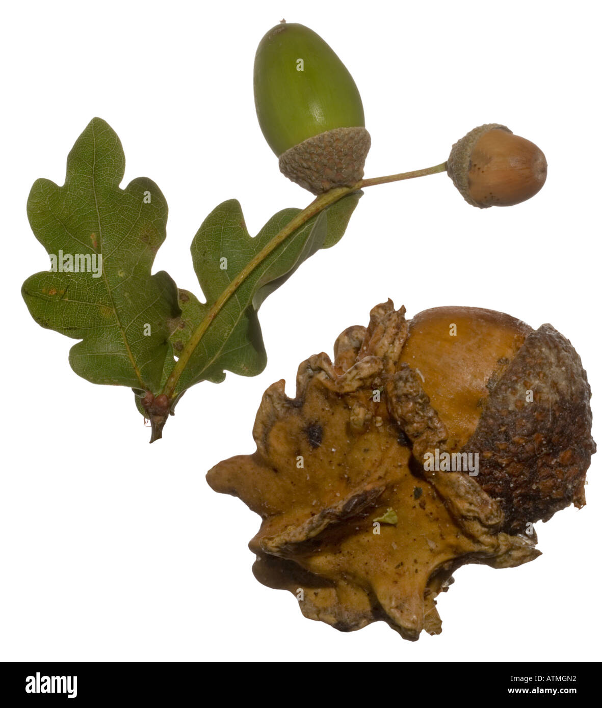 Inglese o Farnia. Acorn Leaf Knoppa fiele su acorn Surrey in Inghilterra Settembre Foto Stock
