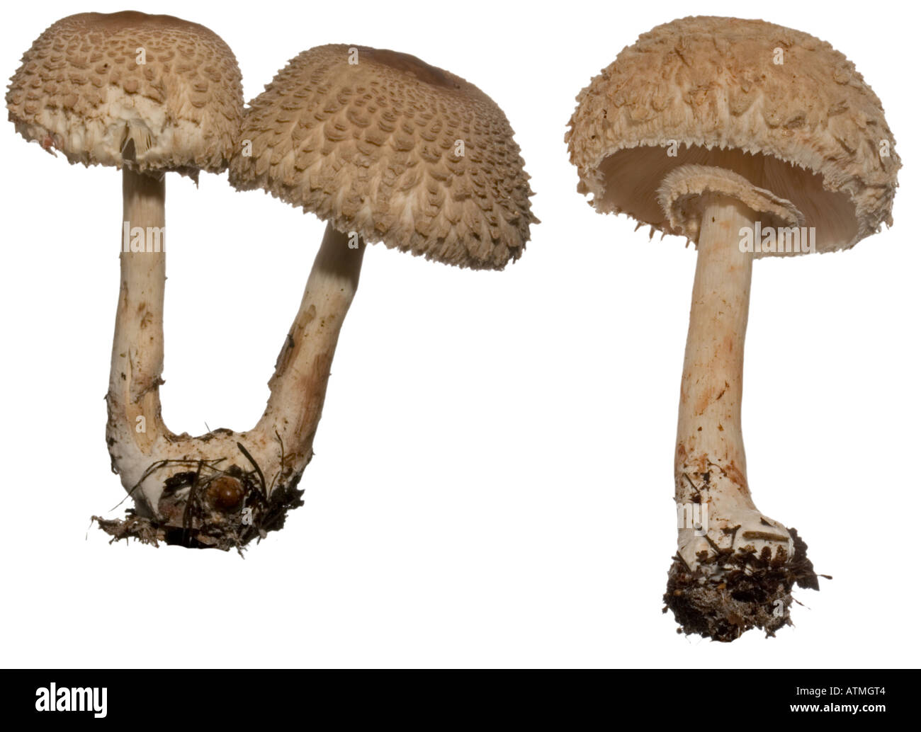 Shaggy Parasol Lepiota rhacodes. Cap branchie Surrey in Inghilterra ottobre prodotti commestibili Foto Stock