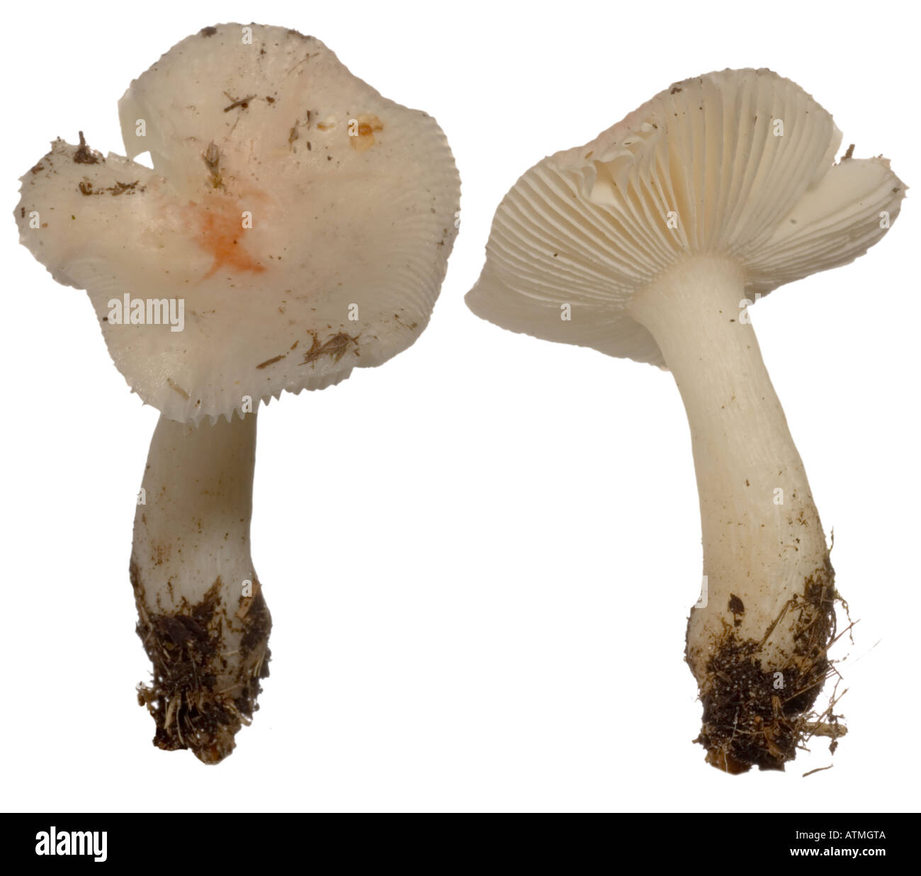 Snowy Waxcap Hygrocybe virginea ritaglio. Hygrocybe virginea o H nivea Surrey in Inghilterra Settembre Foto Stock