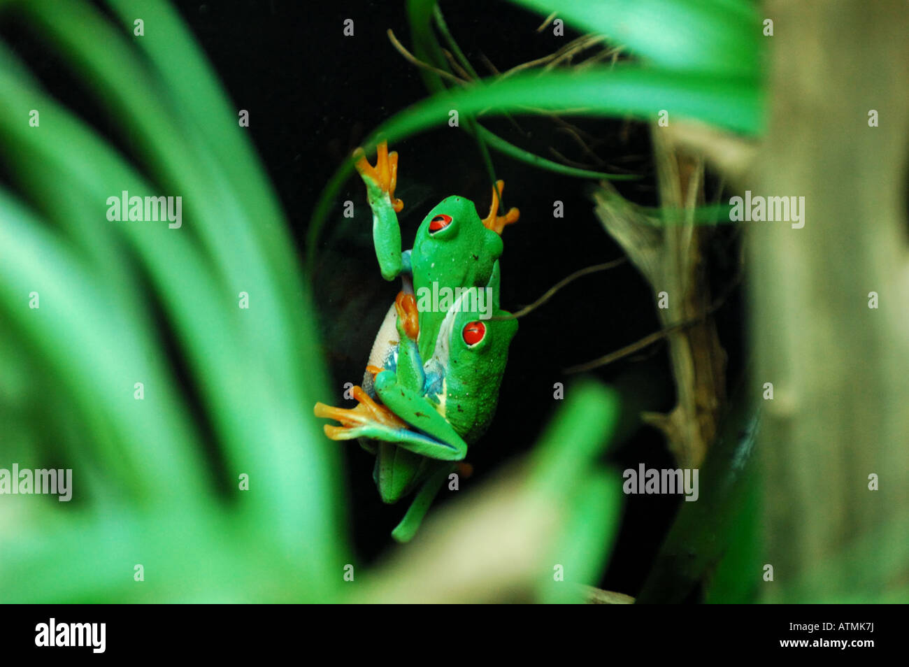 L'accoppiamento rosso-eyed albero verde rane. Foto Stock