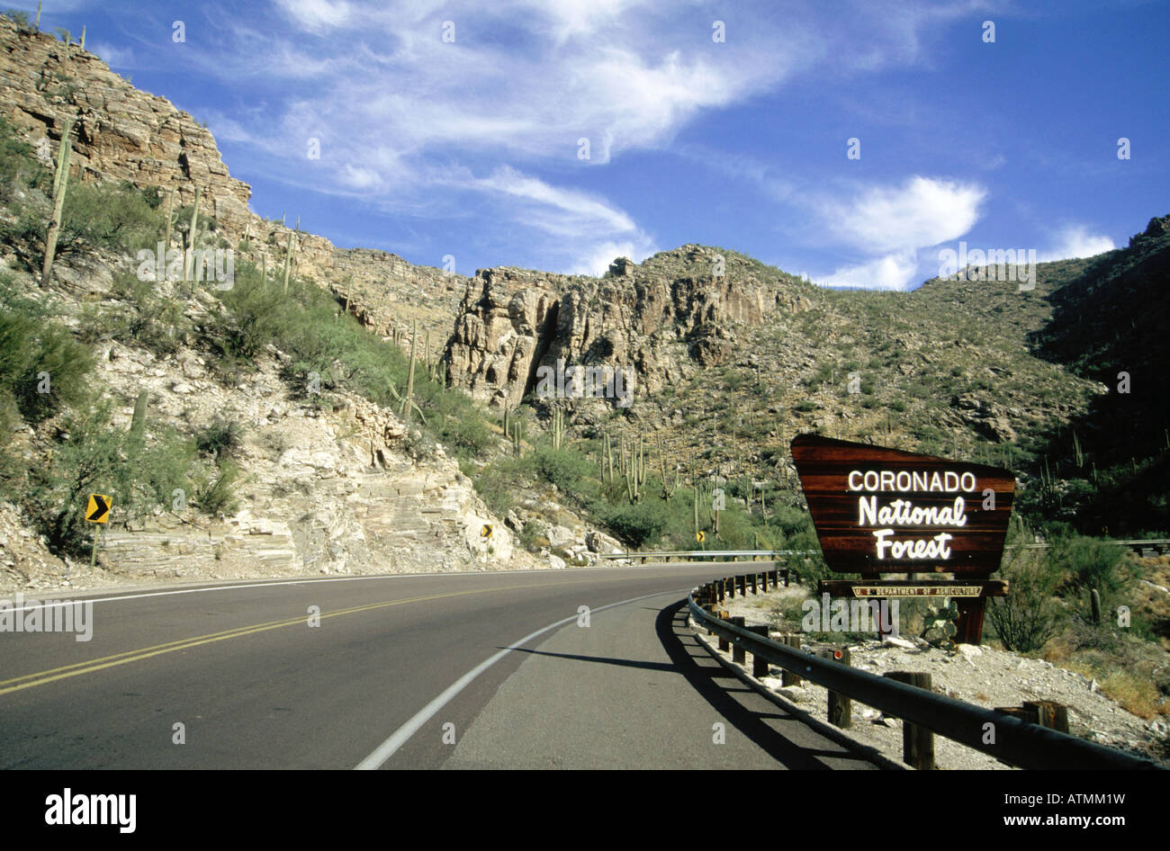 Cactuses in strada, Coronado National Forest, Mount Lemmon Drive, Tucson periferia, Arizona, USA Foto Stock