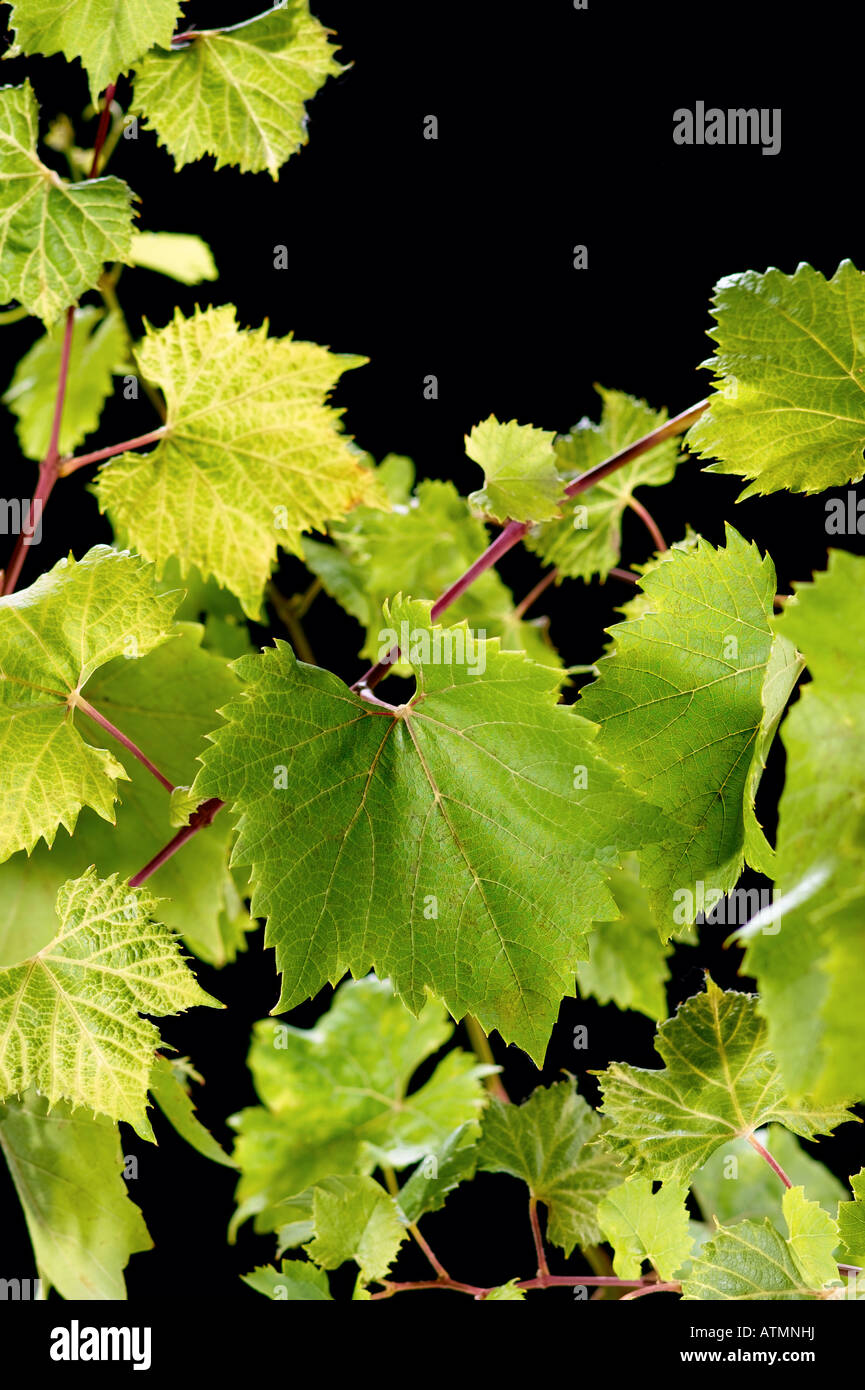 vitigno Foto Stock