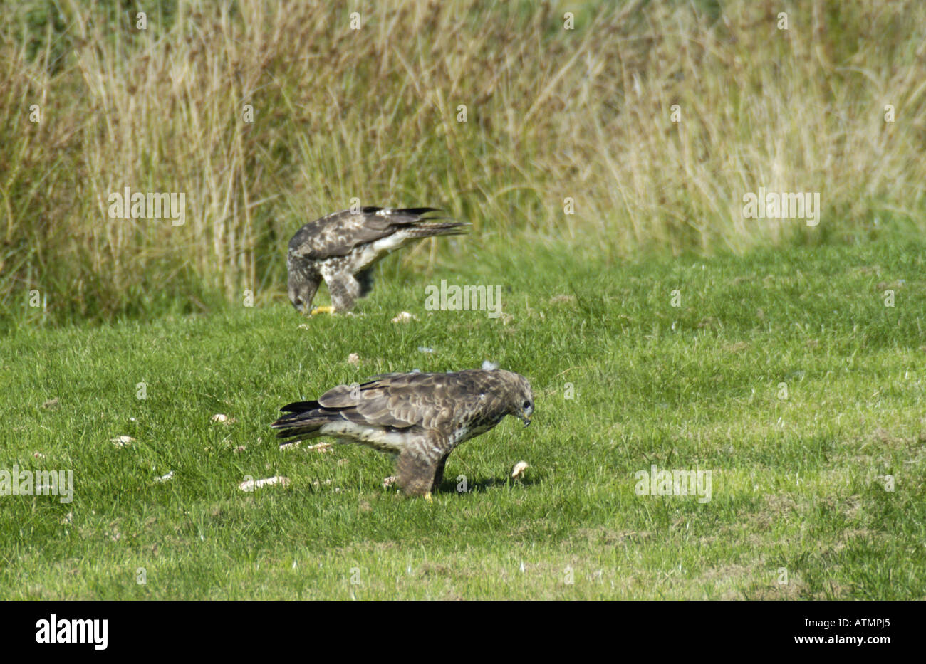 Due poiane sul terreno alimentare a Gigrin Farm stazione di alimentazione Nr Rhayader Galles Foto Stock