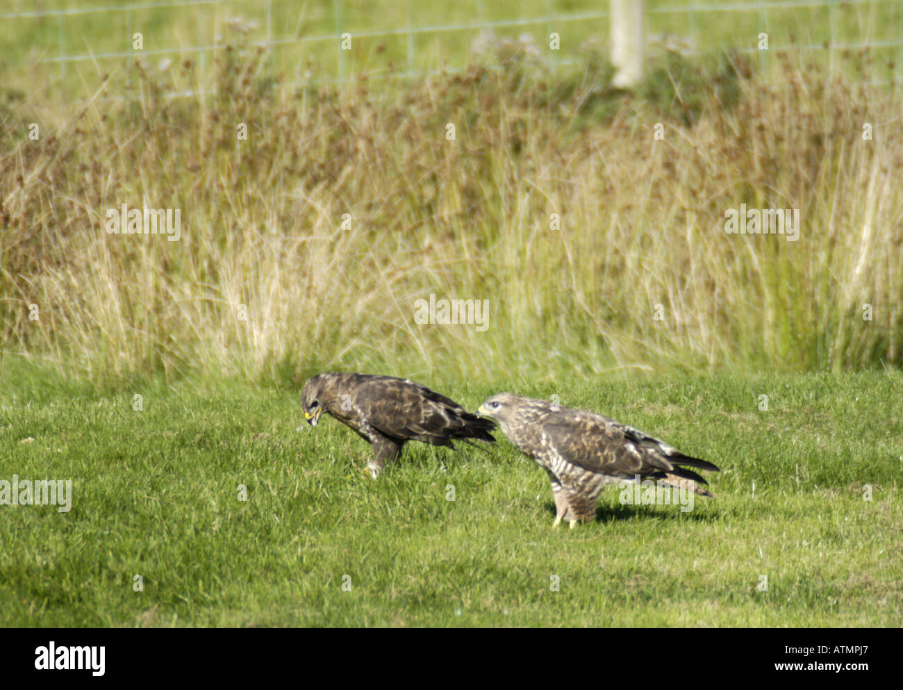 Due poiane sul terreno alimentare a Gigrin Farm stazione di alimentazione Nr Rhayader Galles Foto Stock