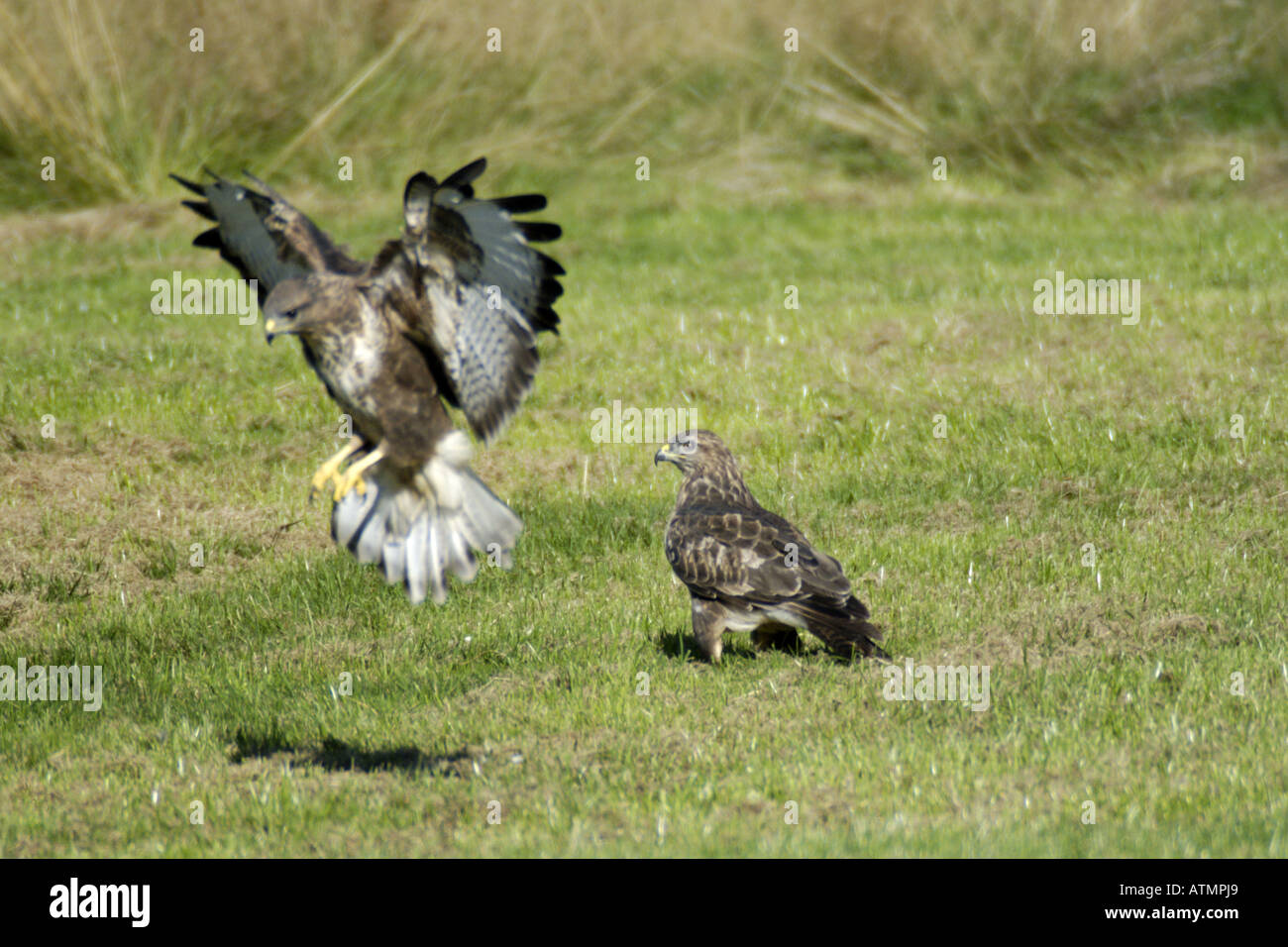 Due poiane sul terreno alimentare a Gigrin Farm stazione di alimentazione Nr Rhayader Galles Foto Stock
