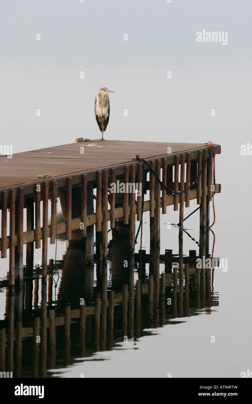 Heron presso il lago di Viverone, Ivrea, Piemonte Foto Stock