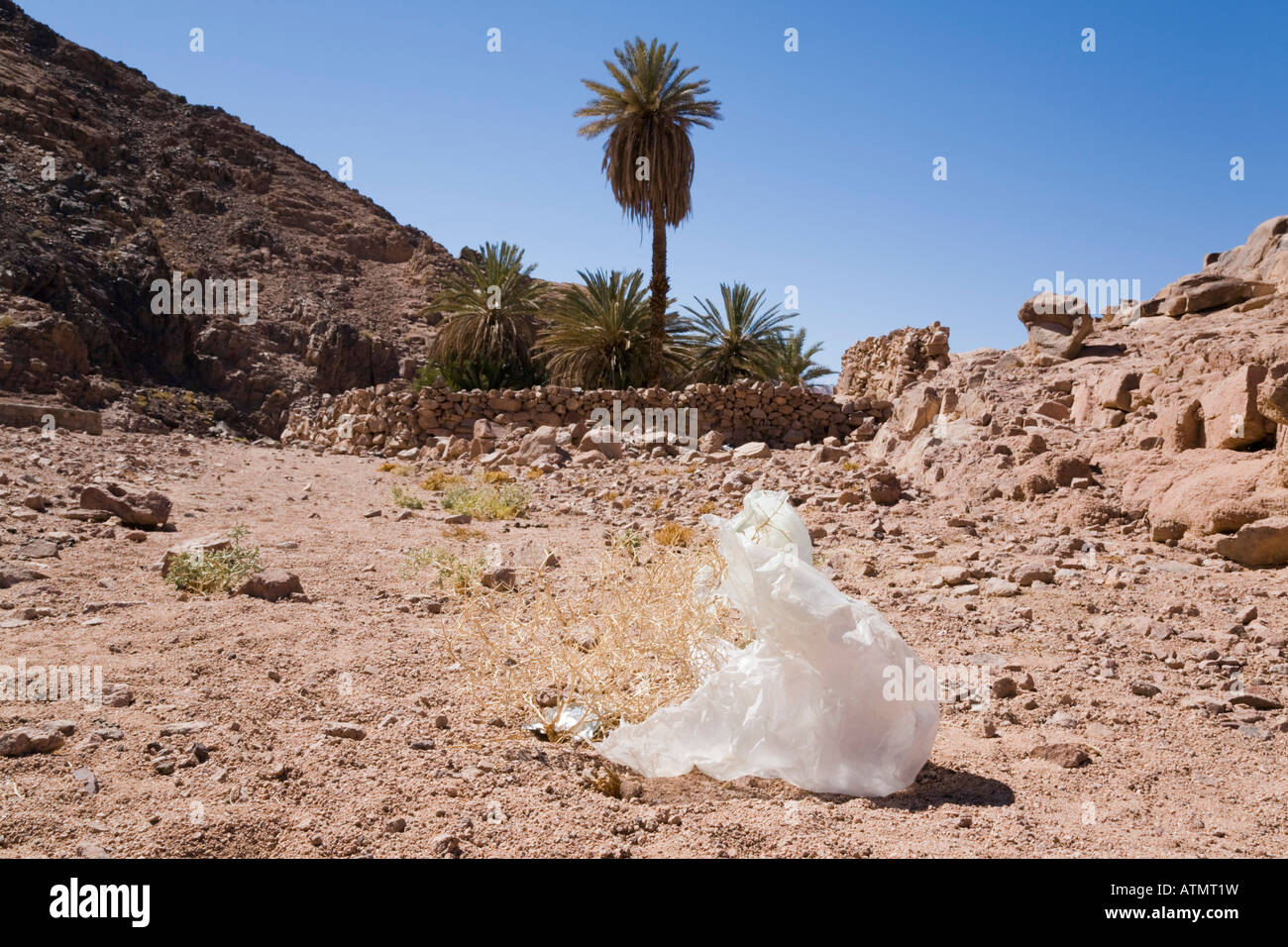 Un sacchetto di plastica scartato rifiuti da un'oasi in remoto habitat desertico. Sinai Deserto Egitto Asia Foto Stock