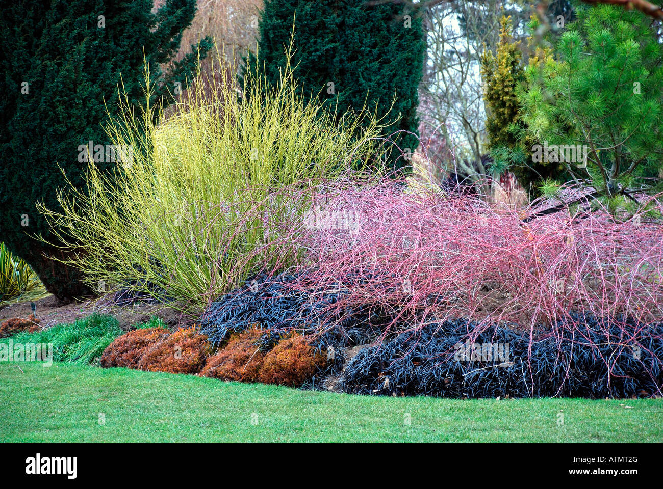 Giardino d'inverno arbusti. Foto Stock