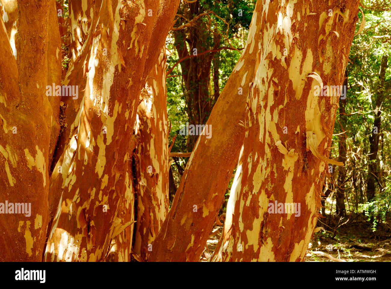 Los Arrayanes National Park, Peninsula de Quetrihue, Neuquen, Argentina, Sud America Foto Stock