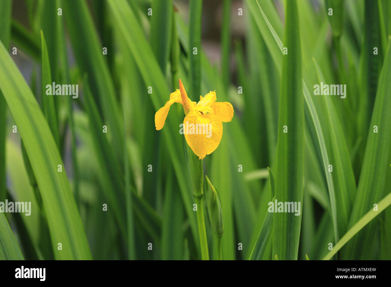 Iris pseudacorus o iris gialla, semi di piante acquatiche con fogliame verde a bordo d'acqua su un lago Foto Stock