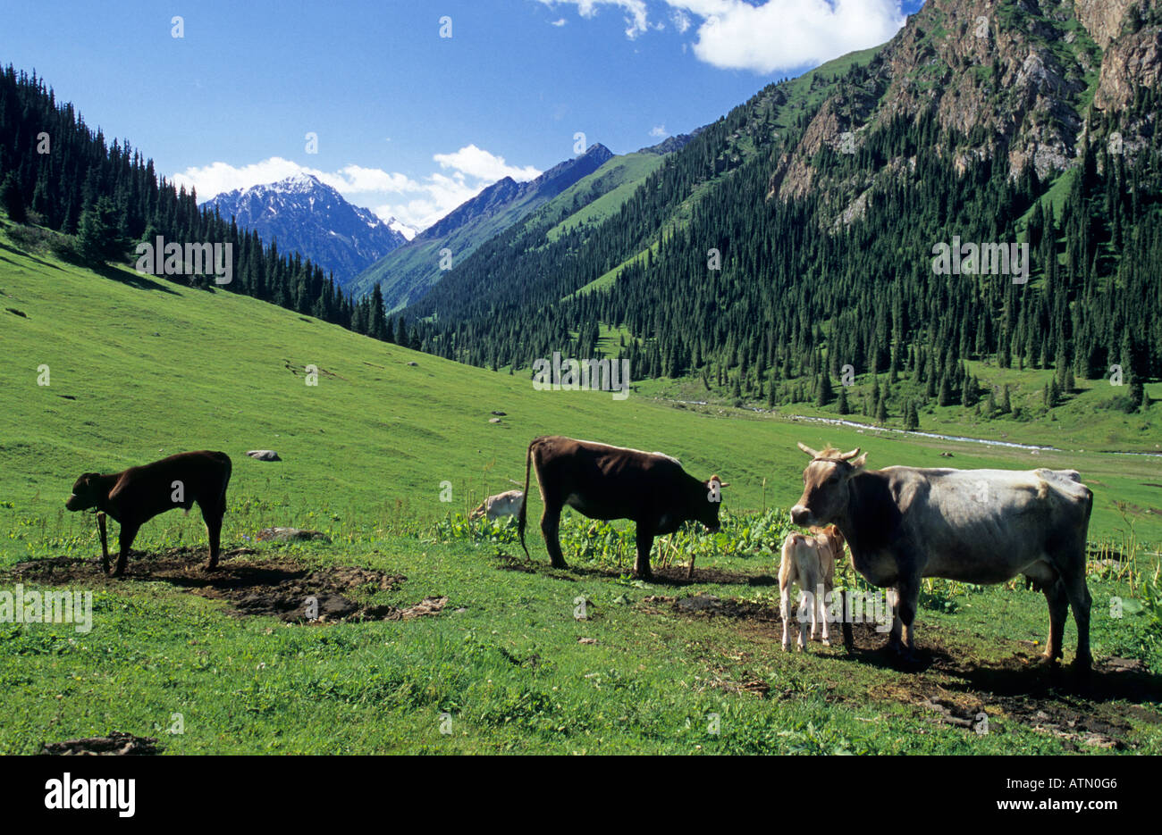 Altyn Arashan valley con allevamento di bestiame Terskey Alatau montagne Tian Shan in Kirghizistan Foto Stock