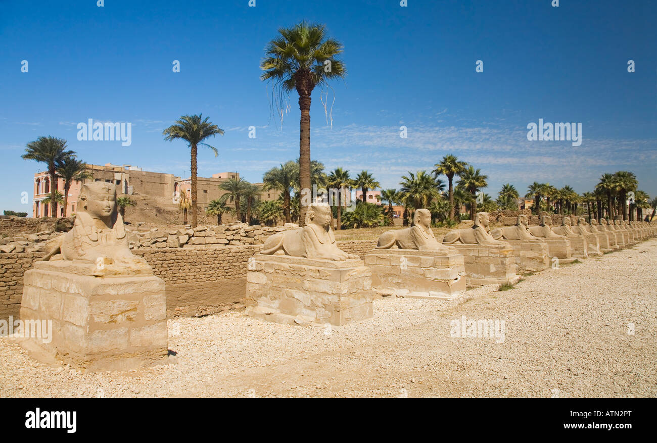 Viale di sfingi di Tempio di Luxor Egitto Nord Africa Foto Stock