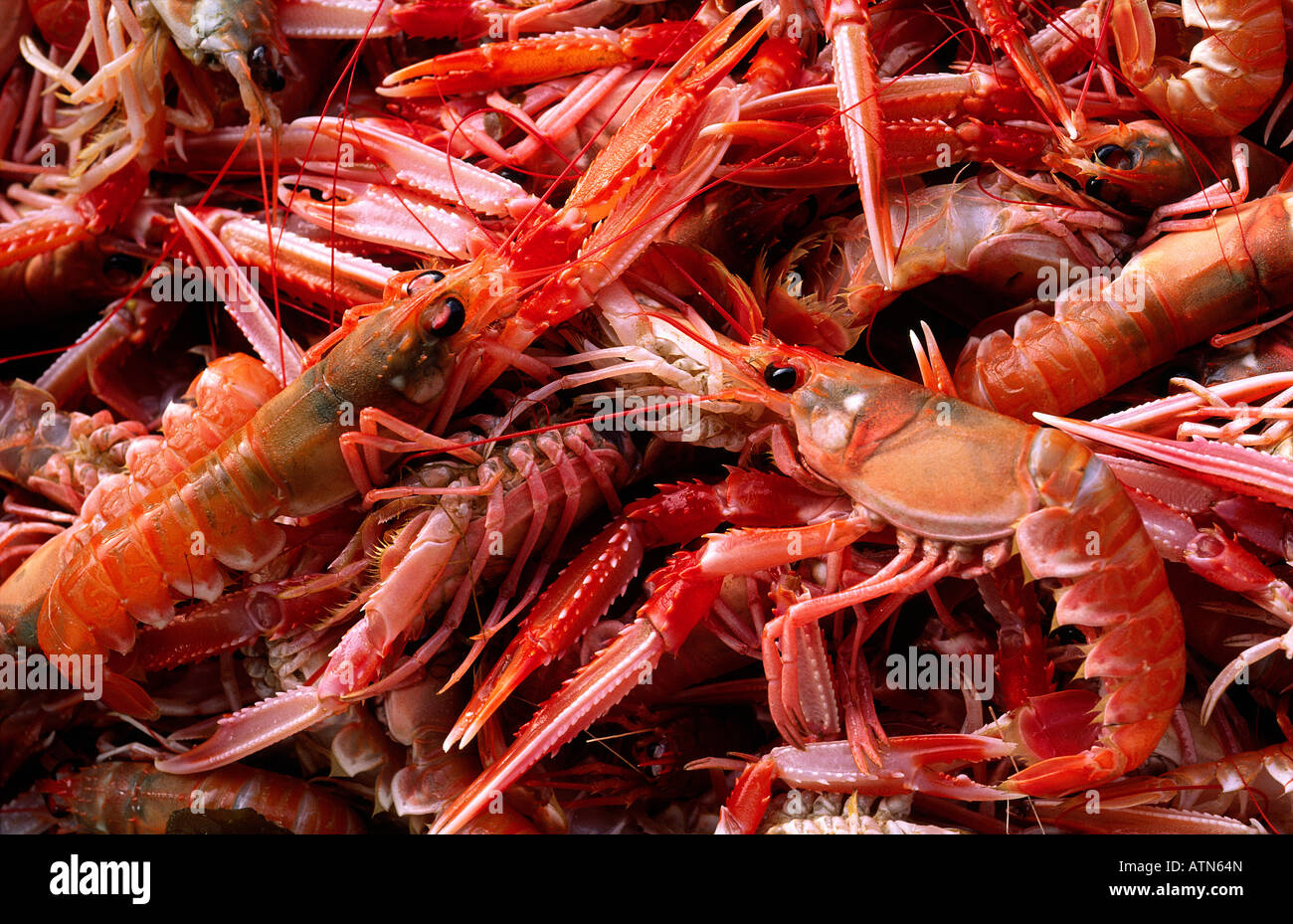 Appena pescato a livello internazionale celebrato Loch Fyne gamberi e langoustine, conosciuto localmente come queenies. Costa occidentale della Scozia, Regno Unito Foto Stock