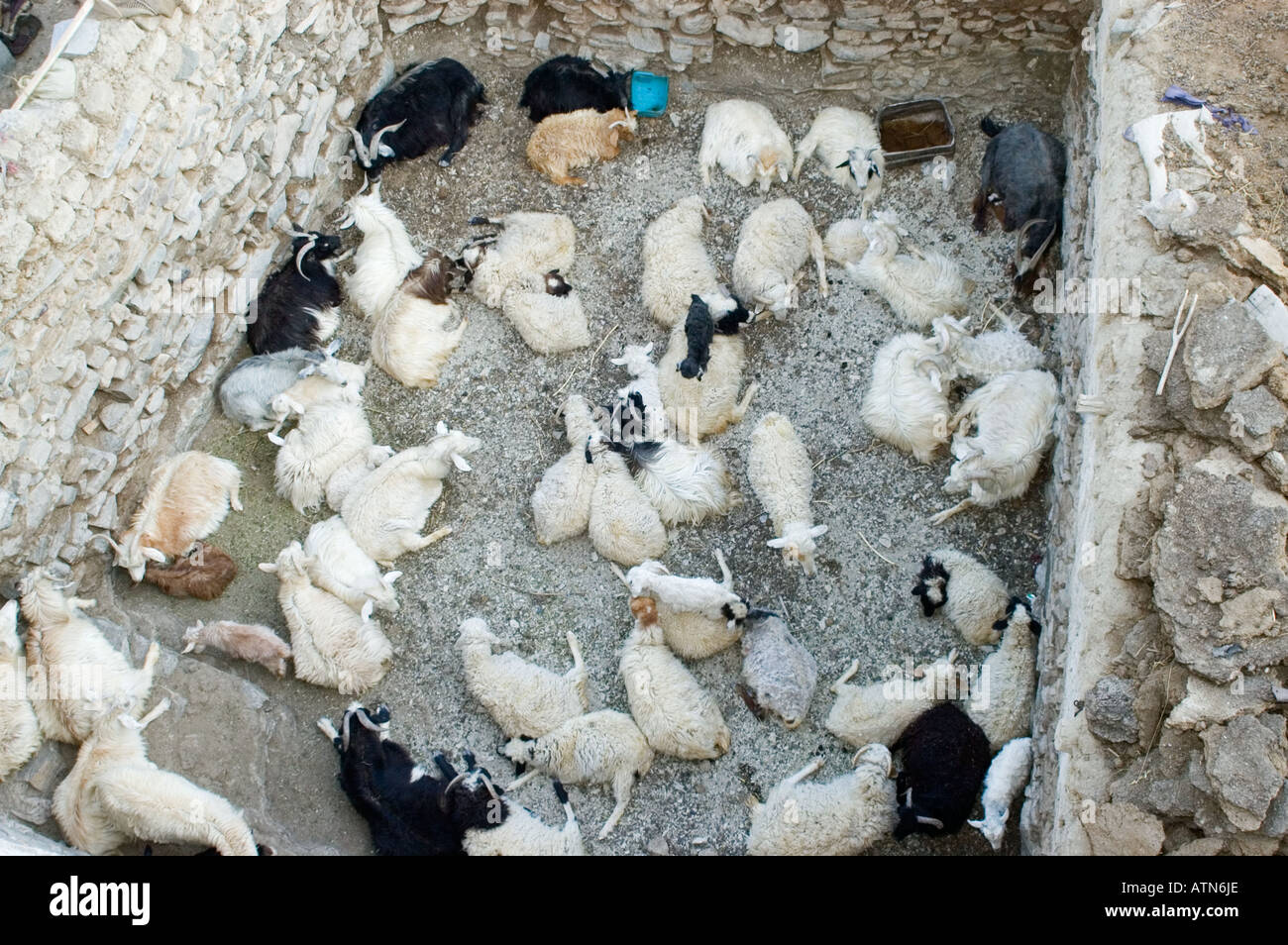 Ovini e caprini di allevamento in un agriturismo in Ladakh Jammu e Kashmir India Foto Stock