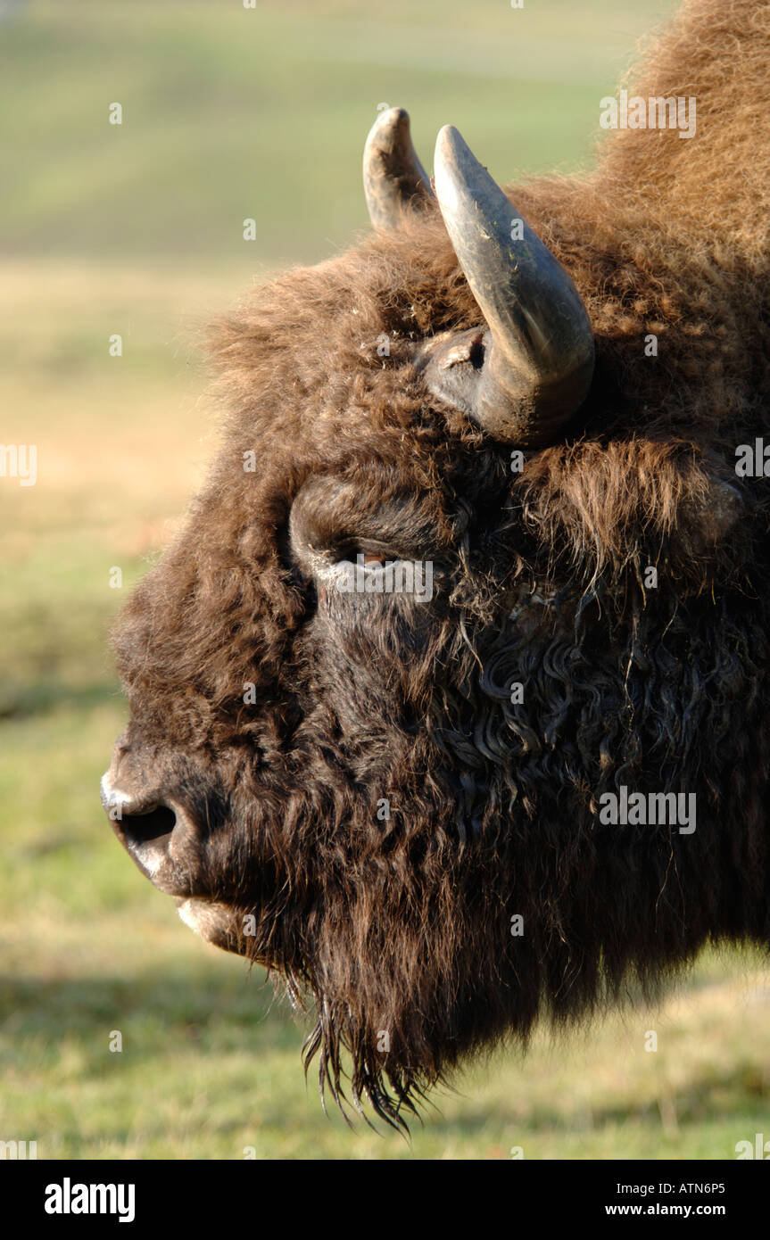 Il bisonte europeo nelle Scottish Highland Wildlife Park, Kincraig. Inverness-shire. 3893-372 XMM Foto Stock