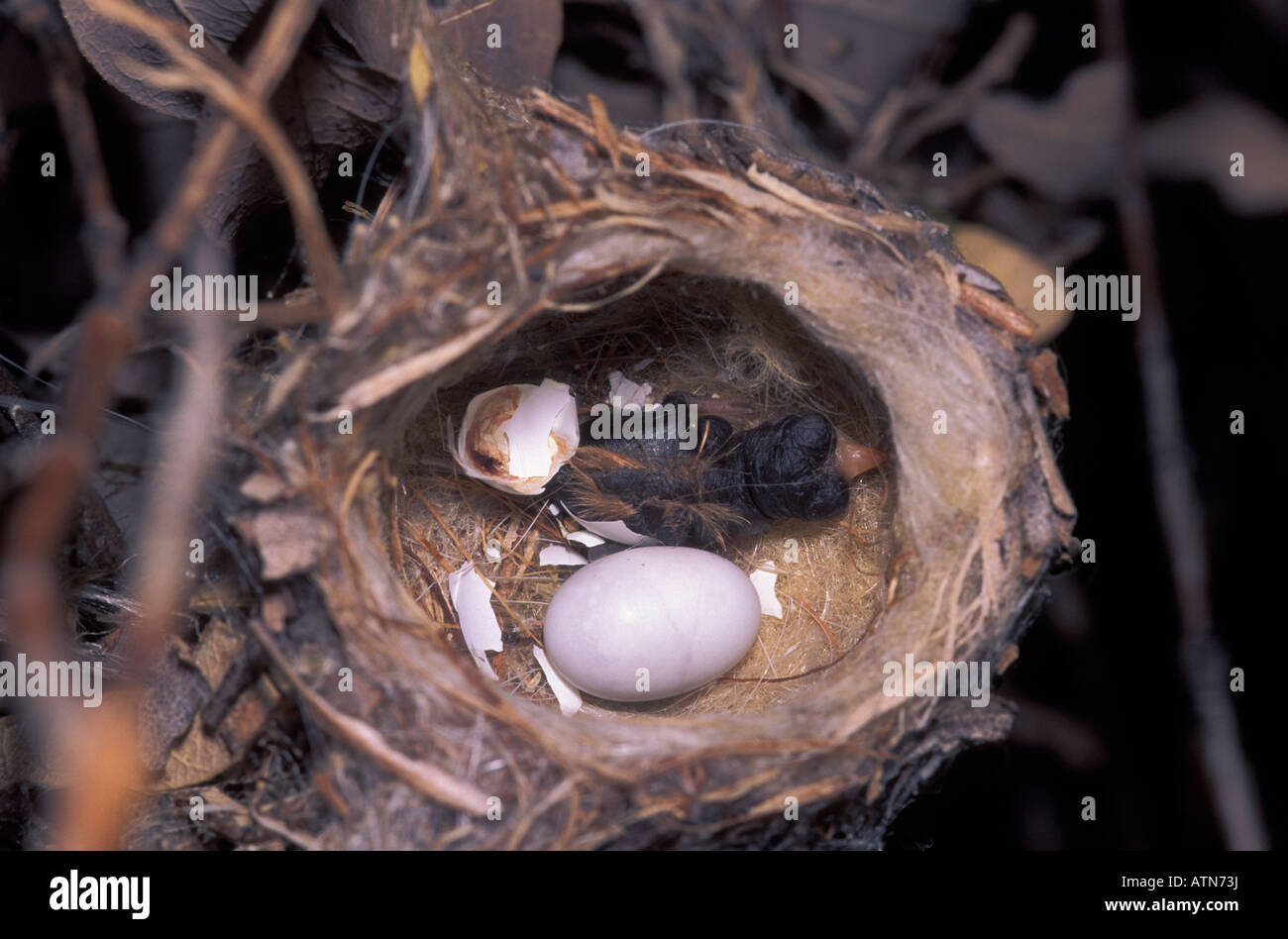 Ampia fatturati Hummingbird nest, Cynanthus latirostris, un uovo e uno annidato. Foto Stock