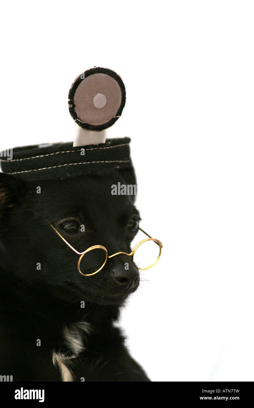 Grazioso cucciolo vestito come un medico vintage Foto Stock