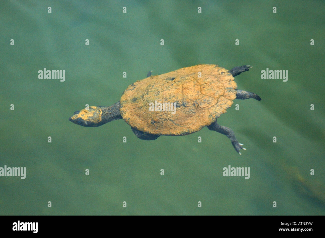 Una sega a tartaruga sgusciate le immersioni nel lago Eacham sull'altopiano di Atherton, Queensland, Australia Foto Stock