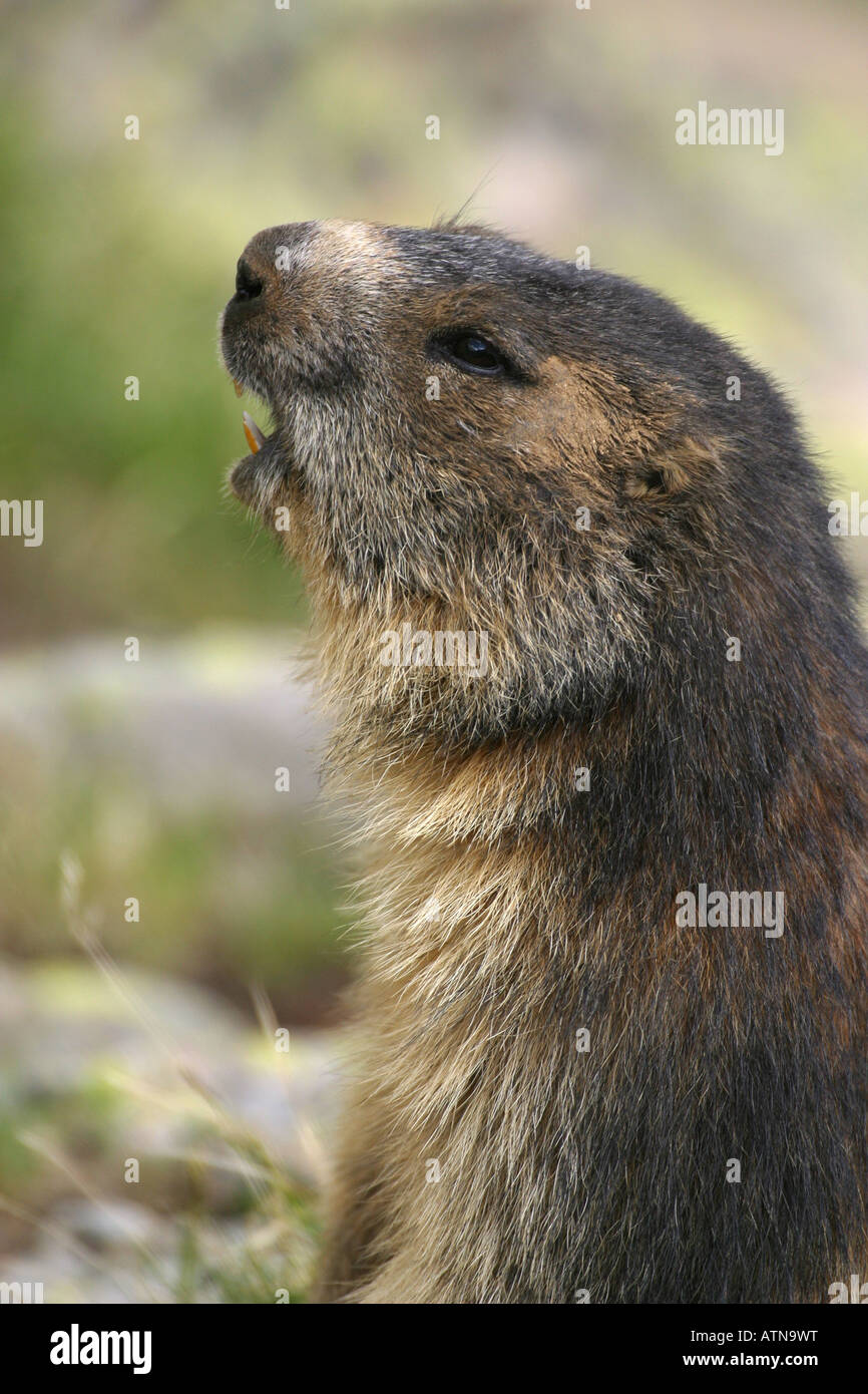 Testa della marmotta alpina parc des Parco Nazionale degli Ecrins Alpi Marmota in altitudine di 2600m roditori selvatici selvatici di ibernazione di Hibernate Foto Stock