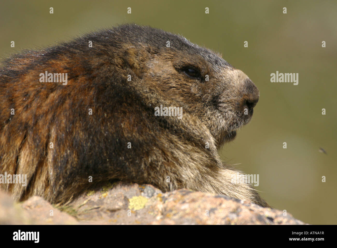 La marmotta alpina parc des Parco Nazionale degli Ecrins Alpi Marmota closeup testa altitudine di 2600m roditori selvatici selvatici di ibernazione di Hibernate Foto Stock