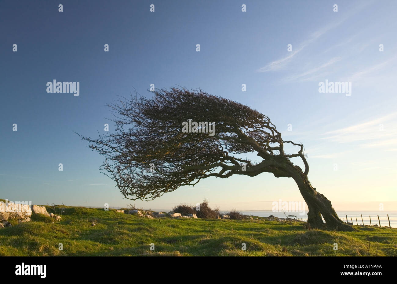 Albero di biancospino si inchinano al vento prevalente sulla testa di Humphrey Cumbria Foto Stock