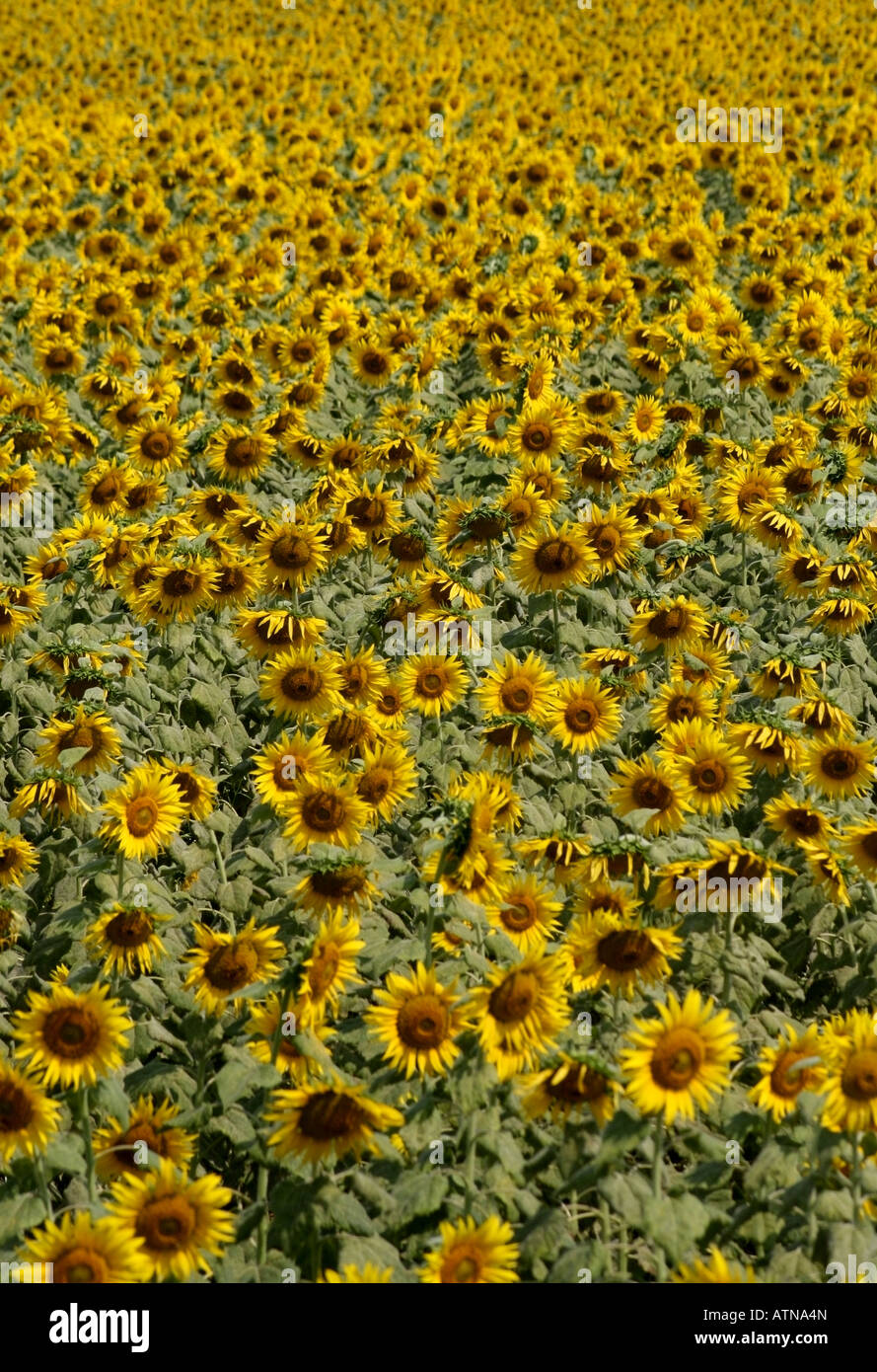 Campo di girasole , Karnataka , India Foto Stock