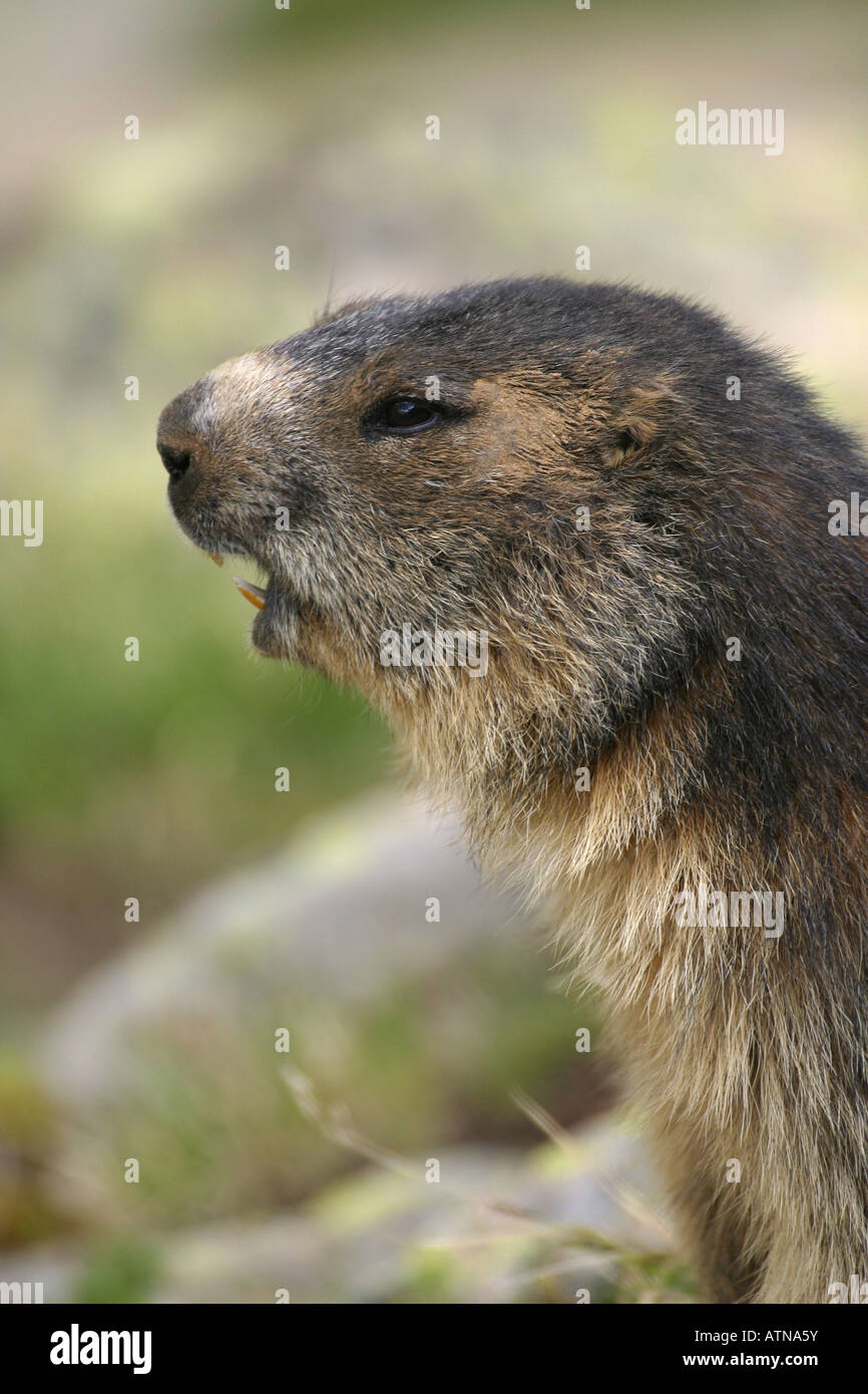 Testa della marmotta alpina parc des Parco Nazionale degli Ecrins Alpi Marmota in altitudine di 2600m roditori selvatici selvatici di ibernazione di Hibernate Foto Stock