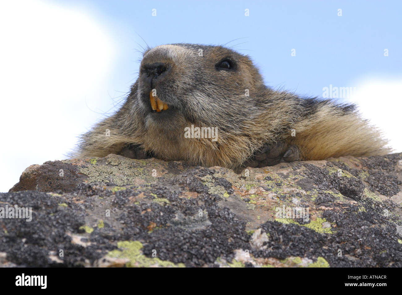 La marmotta alpina parc des Parco Nazionale degli Ecrins Alpi Marmota denti closeup altitudine di 2600m roditori selvatici selvatici di ibernazione di Hibernate Foto Stock