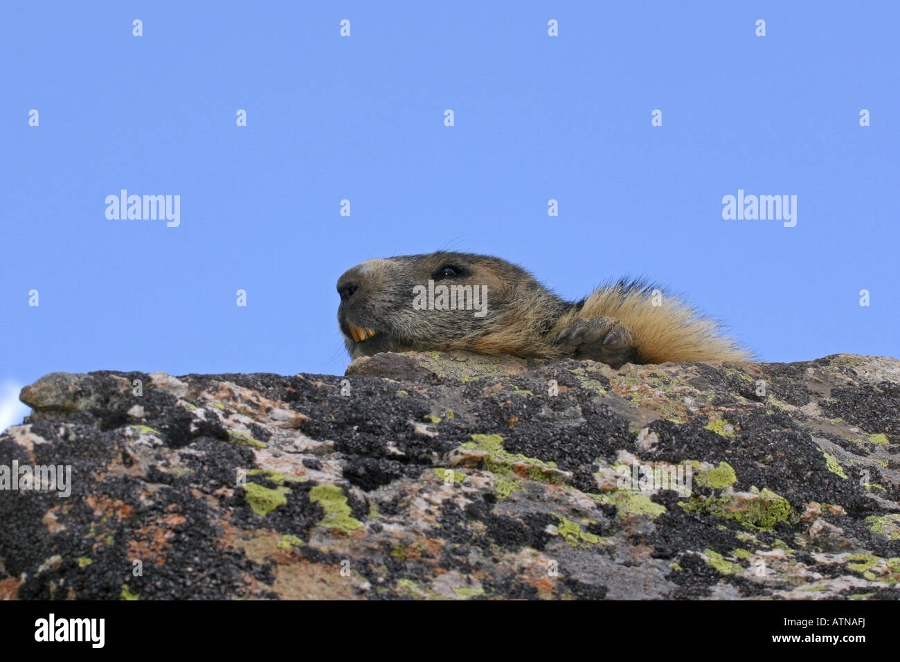 La marmotta alpina parc des Parco Nazionale degli Ecrins Alpi Marmota in altitudine di 2600m roditori selvatici selvatici di ibernazione di Hibernate Foto Stock