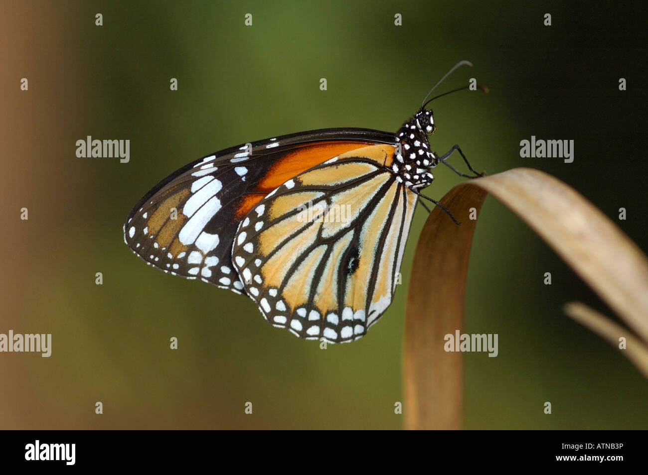 Comune di Tiger Butterfly in appoggio su una paletta di erba in foresta monsonica del Parco Nazionale di Khao Yai Thailandia Foto Stock