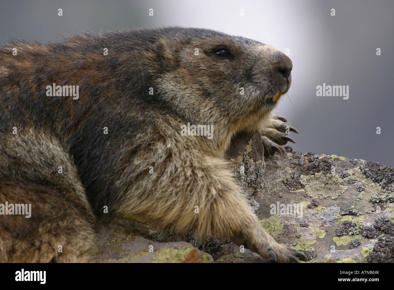 La marmotta alpina parc des Parco Nazionale degli Ecrins Alpi Marmota in altitudine di 2600m roditori selvatici selvatici hibernate marmote ibernazione Foto Stock
