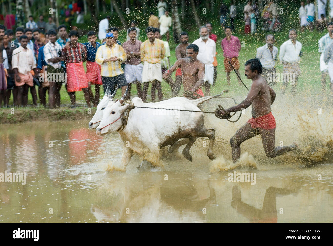 Due ox in esecuzione in una gara di buoi, Kerala, India Foto Stock