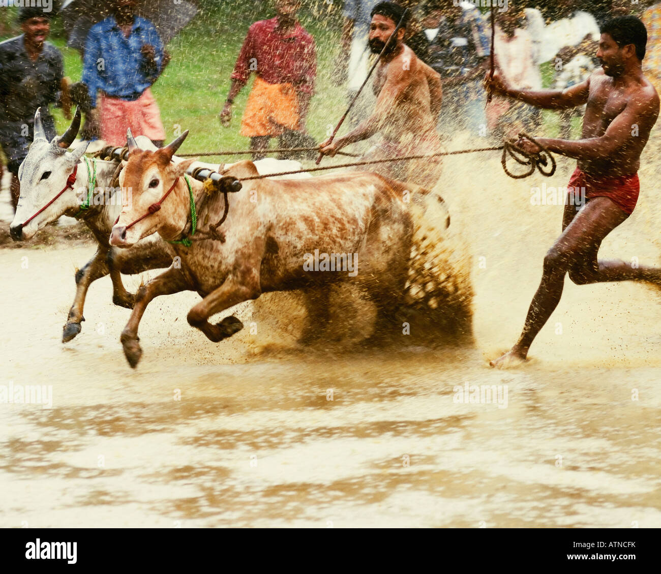 Due ox in esecuzione in una gara di buoi, Kerala, India Foto Stock